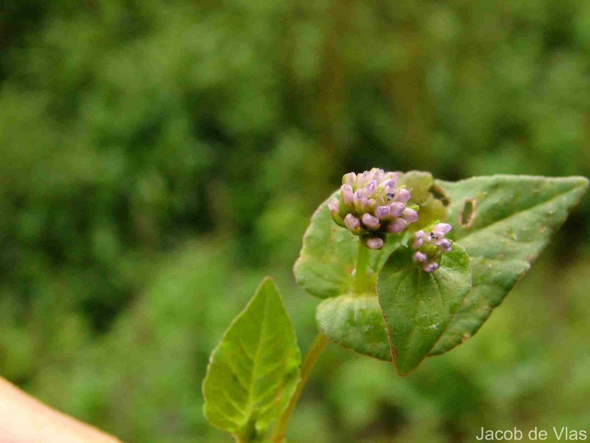 Persicaria nepalensis (Meisn.) H.Gross